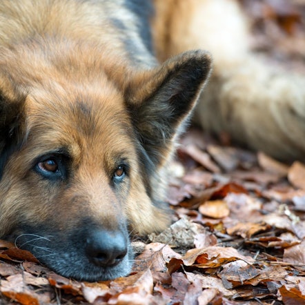 Hund Haustier Klima dpa