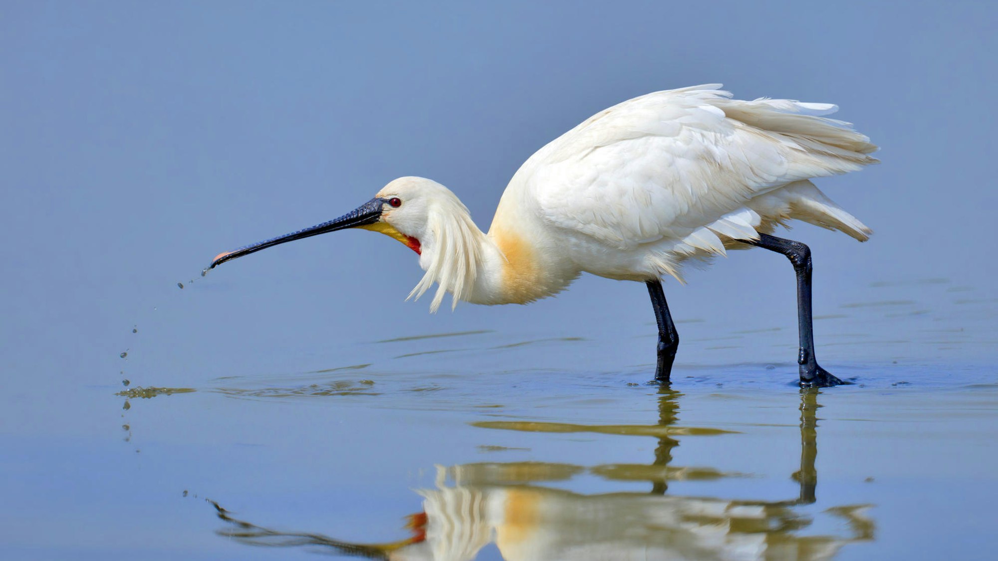 Ein Löffler im Wasser