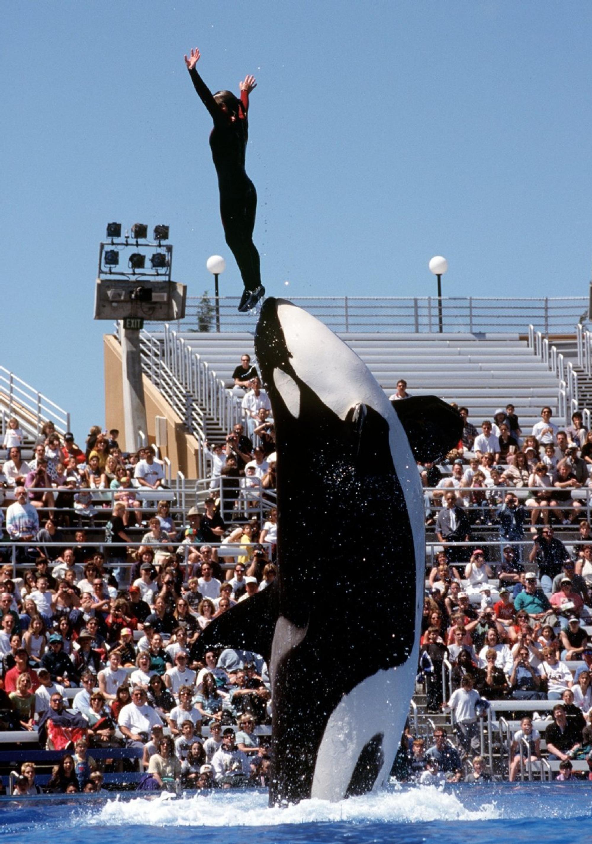 Eine Dompteurin steht während einer Show im Freizeitpark „Sea World“ im kalifornischen San Diego auf dem Maul eines Orca-Wals.