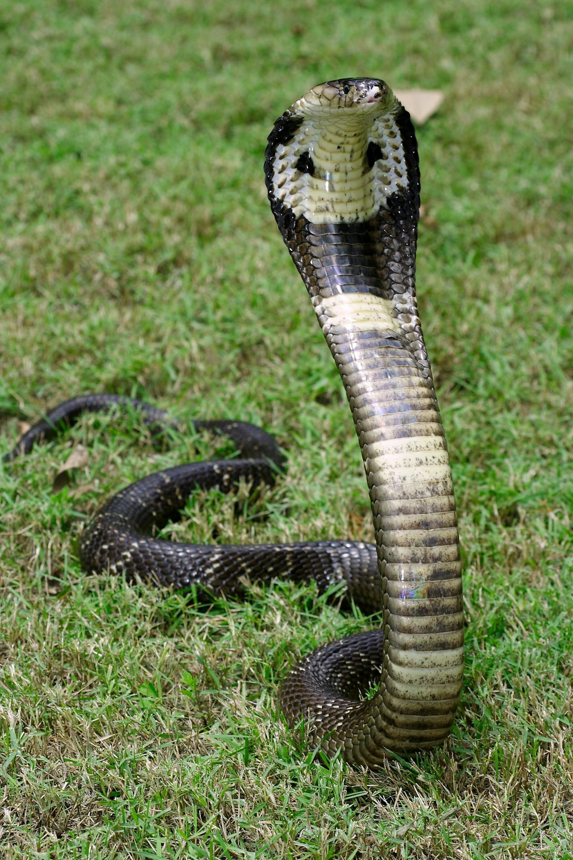 Monokelkobra