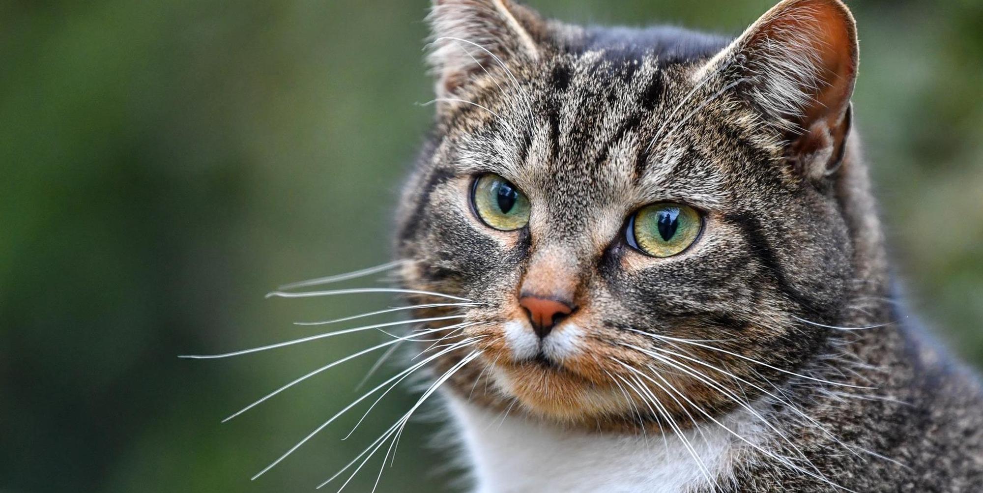 Katze Symbol