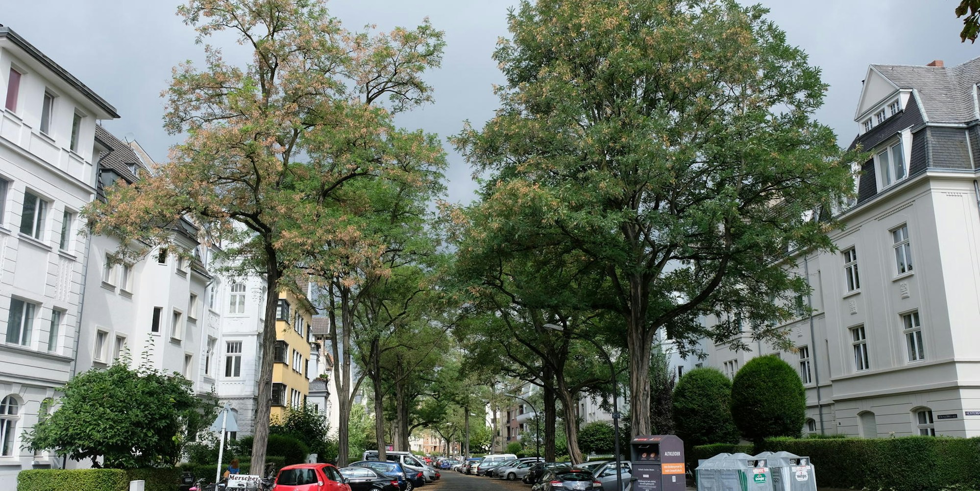 Bäume und Häuserfassaden in Klettenberg