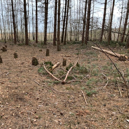 Hambacher_Forst_Baumstümpfe