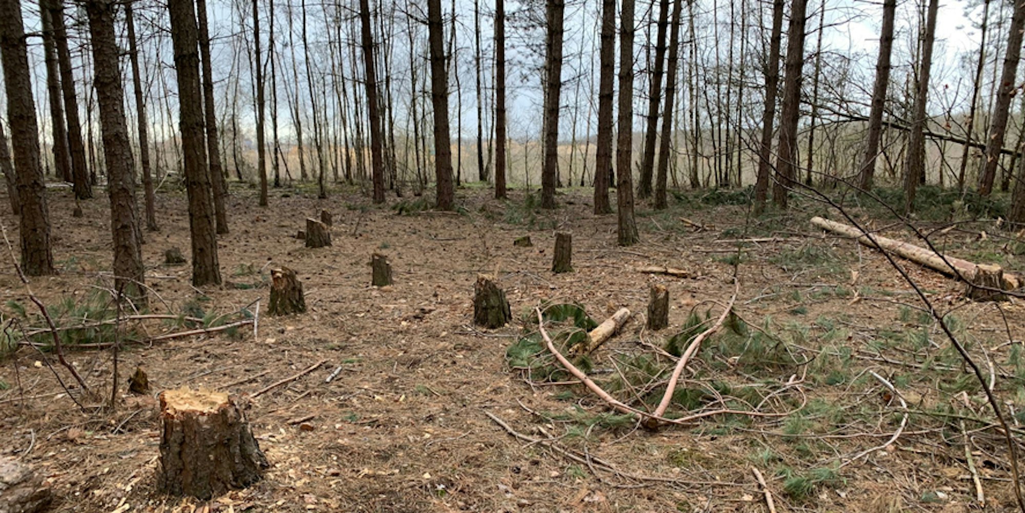 Hambacher_Forst_Baumstümpfe