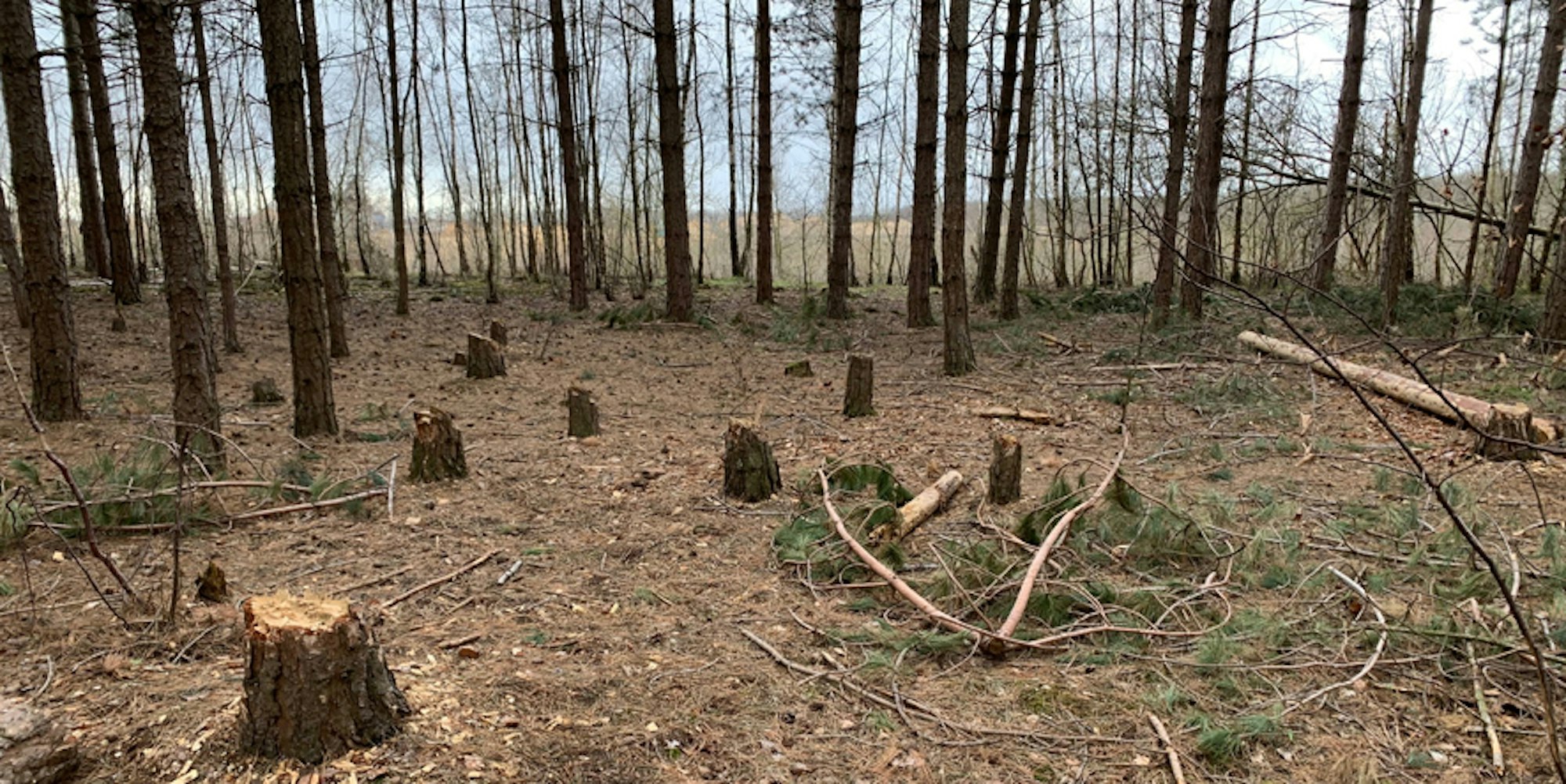 Hambacher_Forst_Baumstümpfe