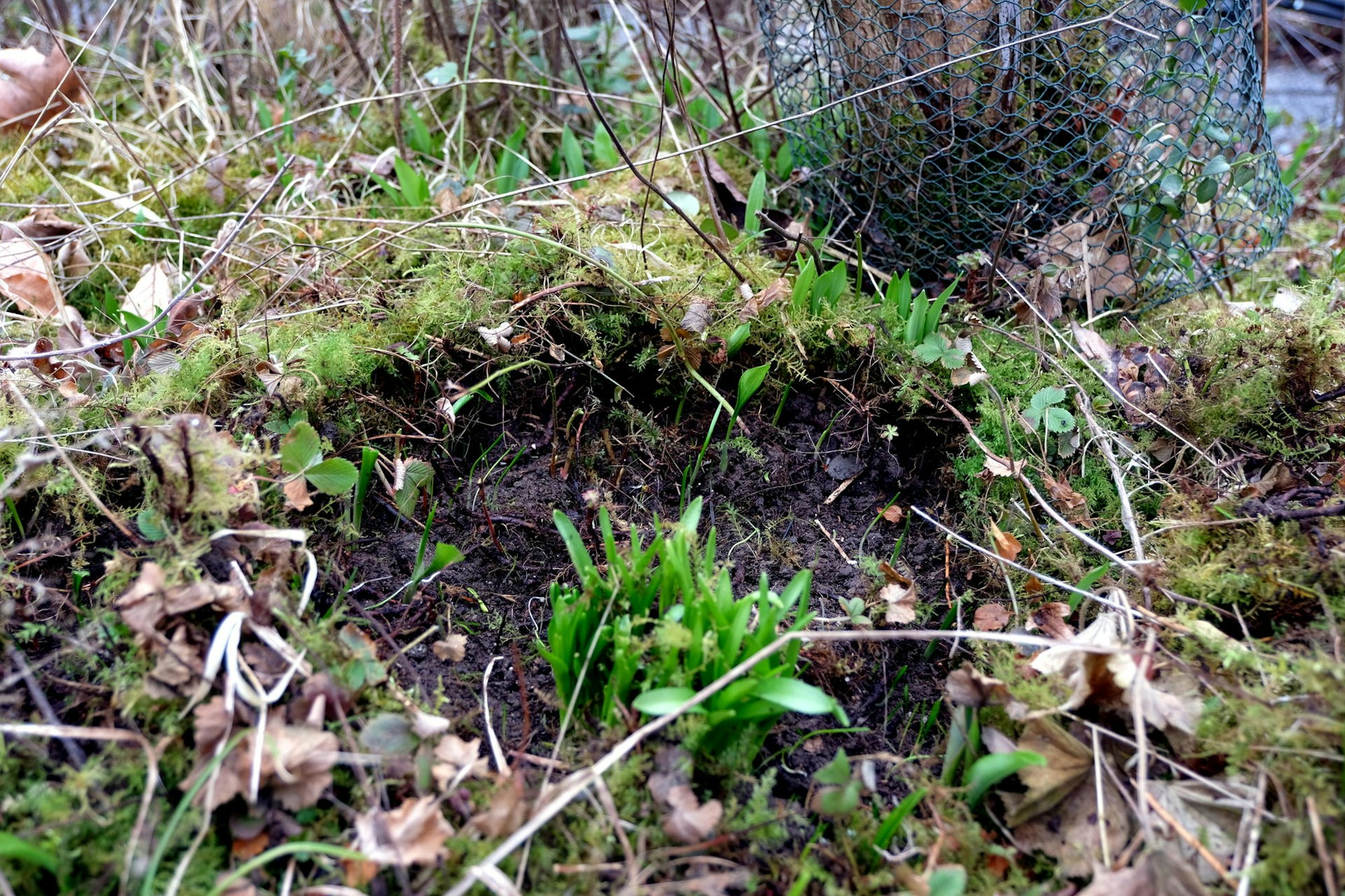 Garten Moos