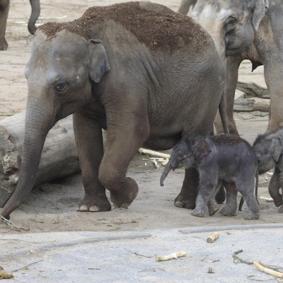 Elefantenbaby 3 200317