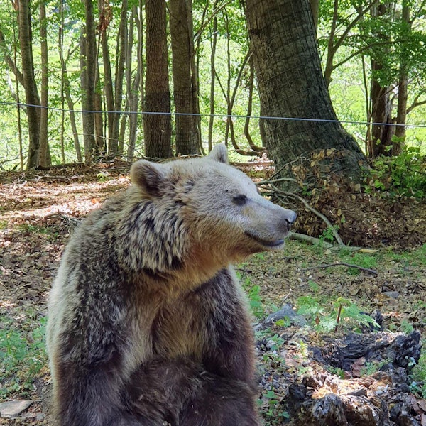 braunbärin_slowakei
