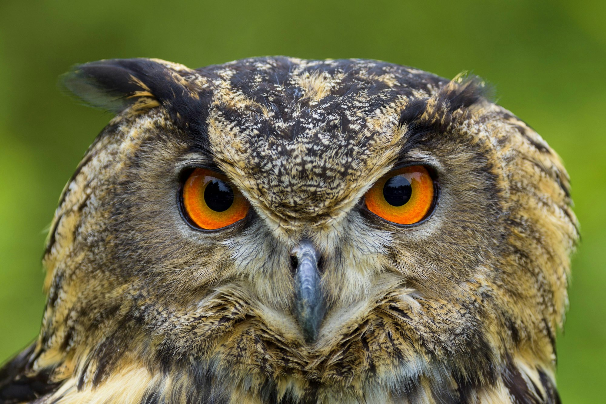 Eulen Uhu imago Blickwinkel