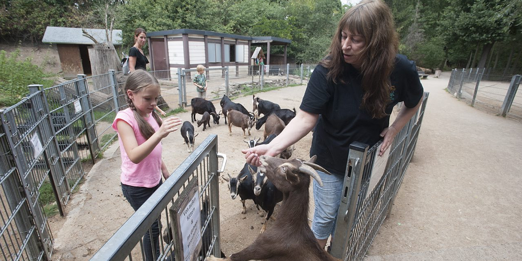 ziegen reuschenberger wildpark