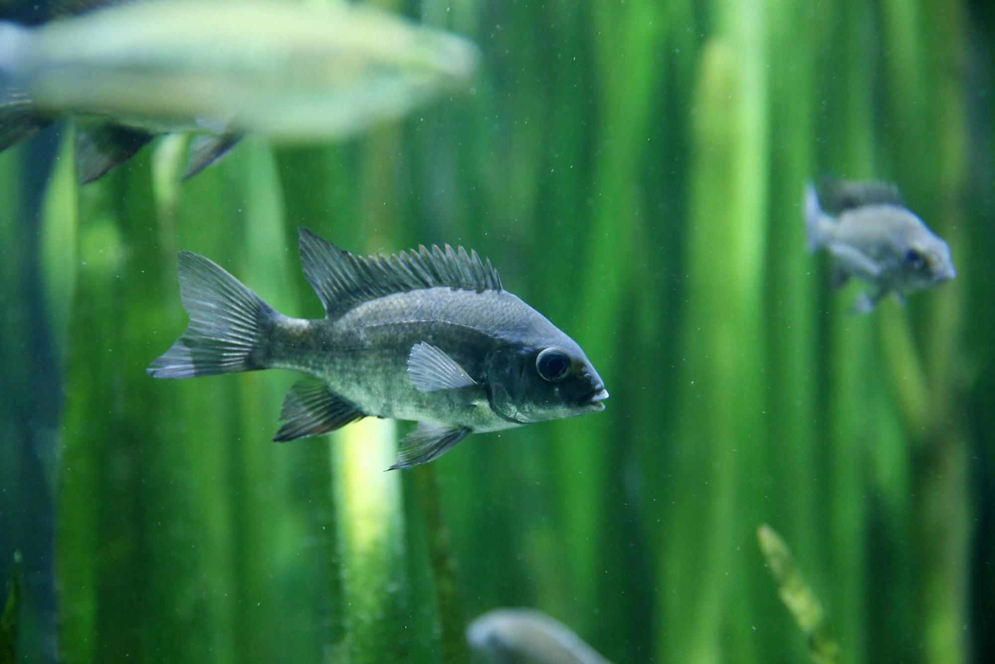 Aquarium Köln_ Goyert