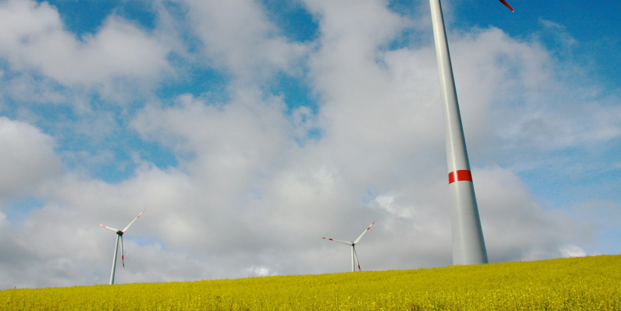 Windraeder_im_Raps_1