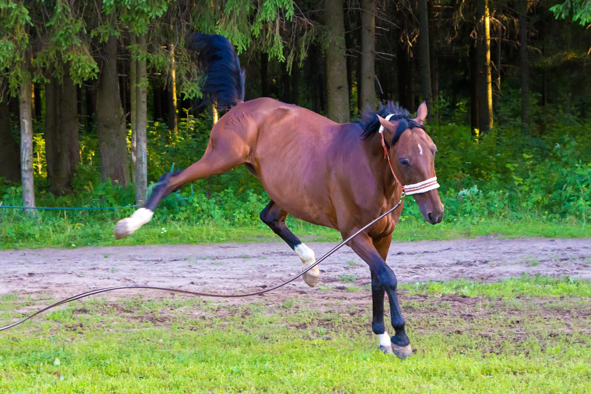 pferd_landgericht_köln