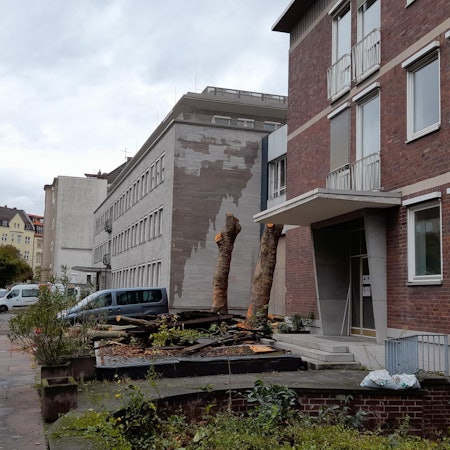 Baumfällungen Zurich3