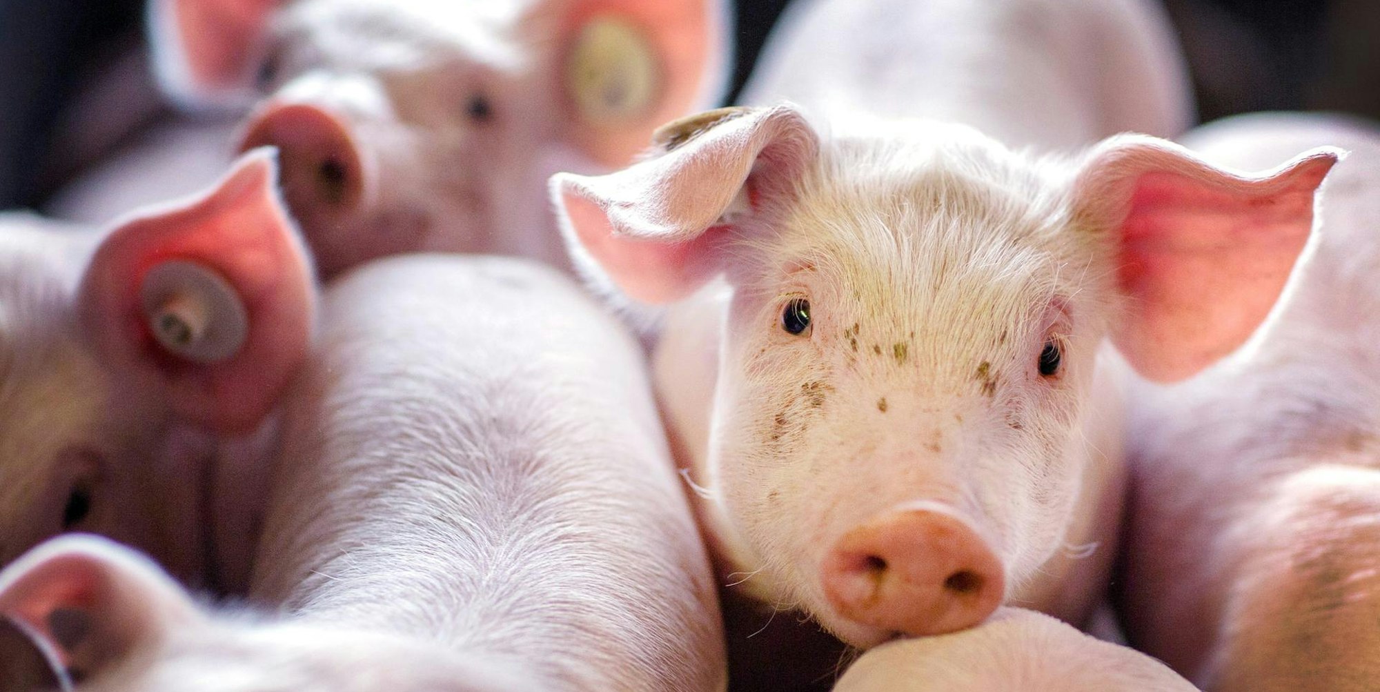 Schweine dpa