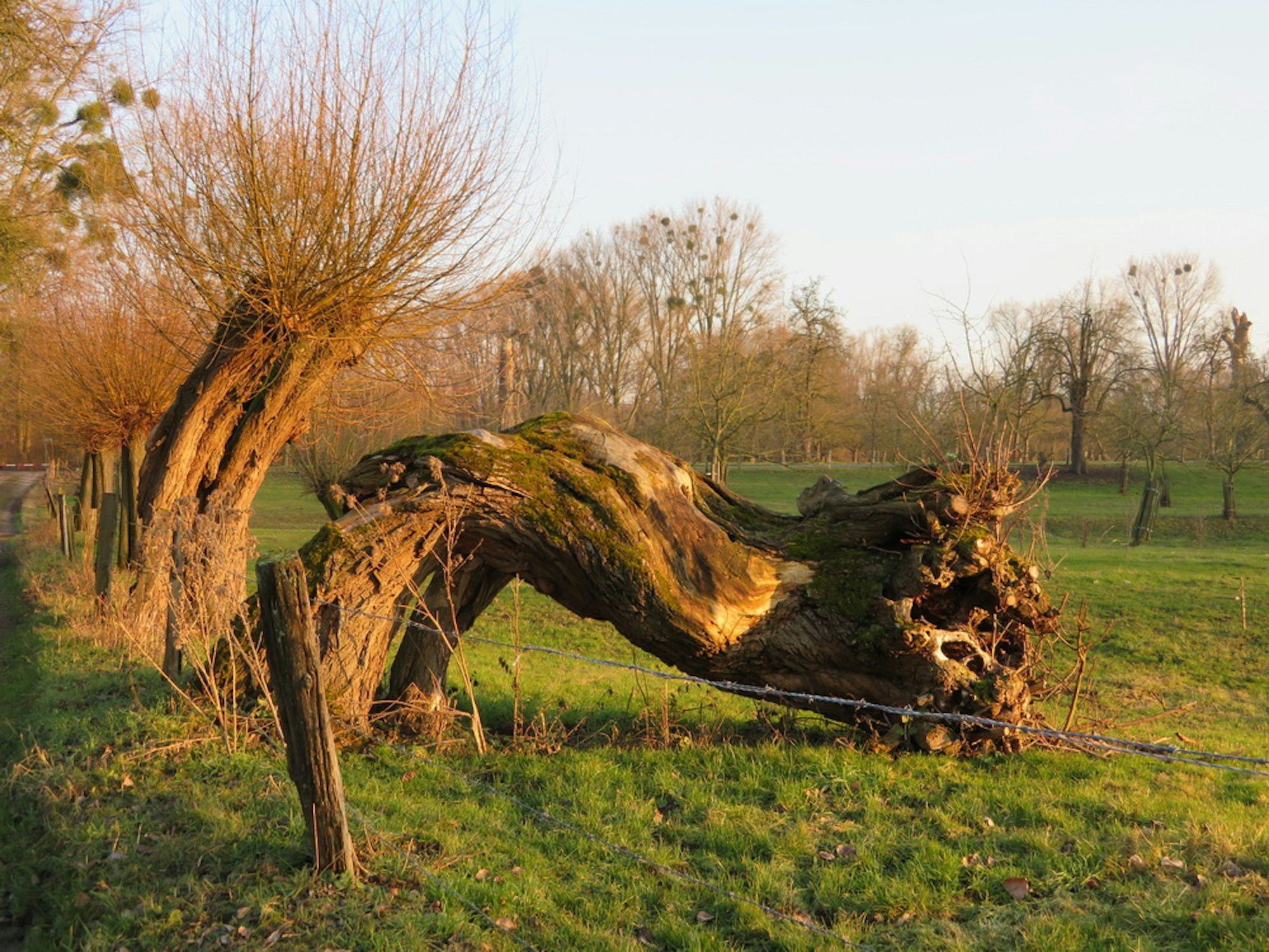 Urdenbacher Kämpe Sven von Loga