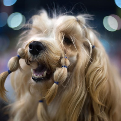 Hund Symbolbild dpa neu