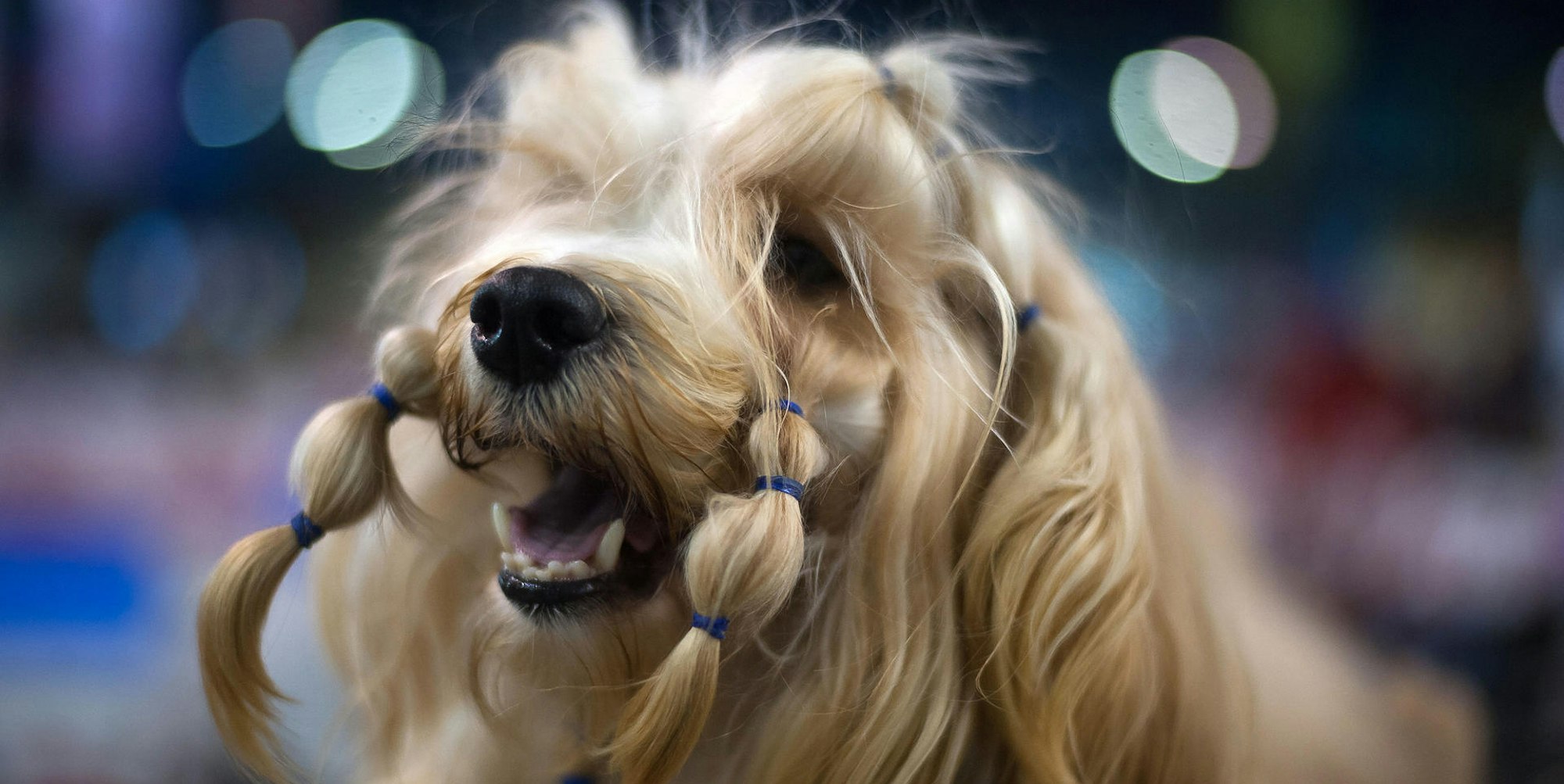 Hund Symbolbild dpa neu