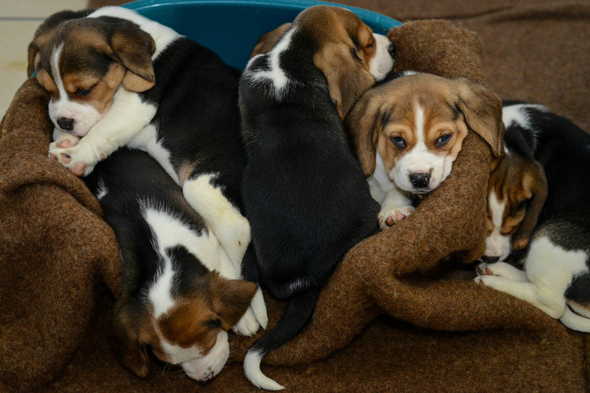 Mehr_als_150_Verstoe_52544626