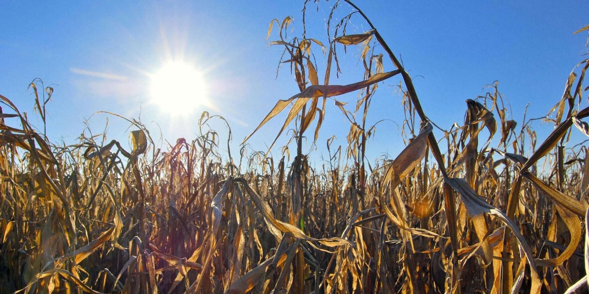 Symbolbild Klimaschutz dpa 151019