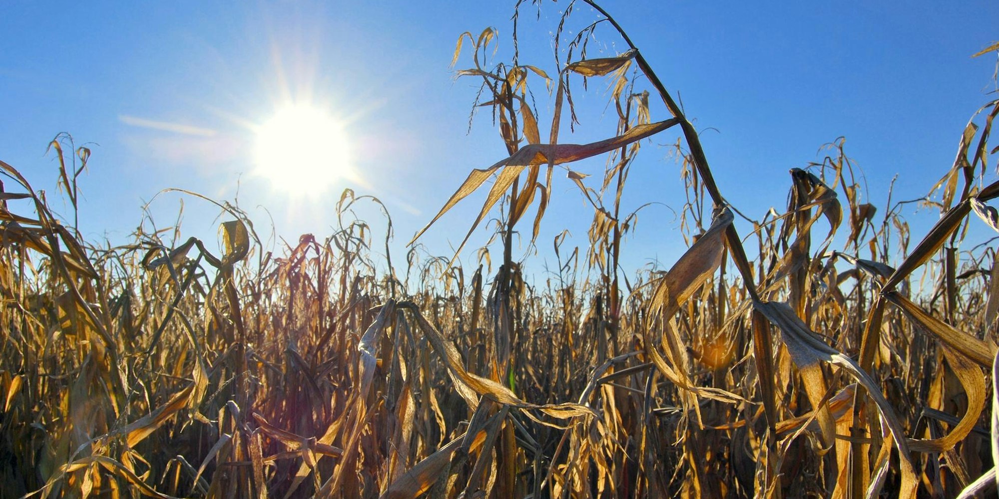Symbolbild Klimaschutz dpa 151019