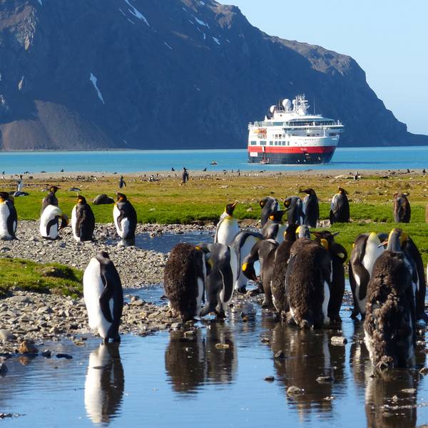 Expeditionsfahrt_Antarktis_Pinguine