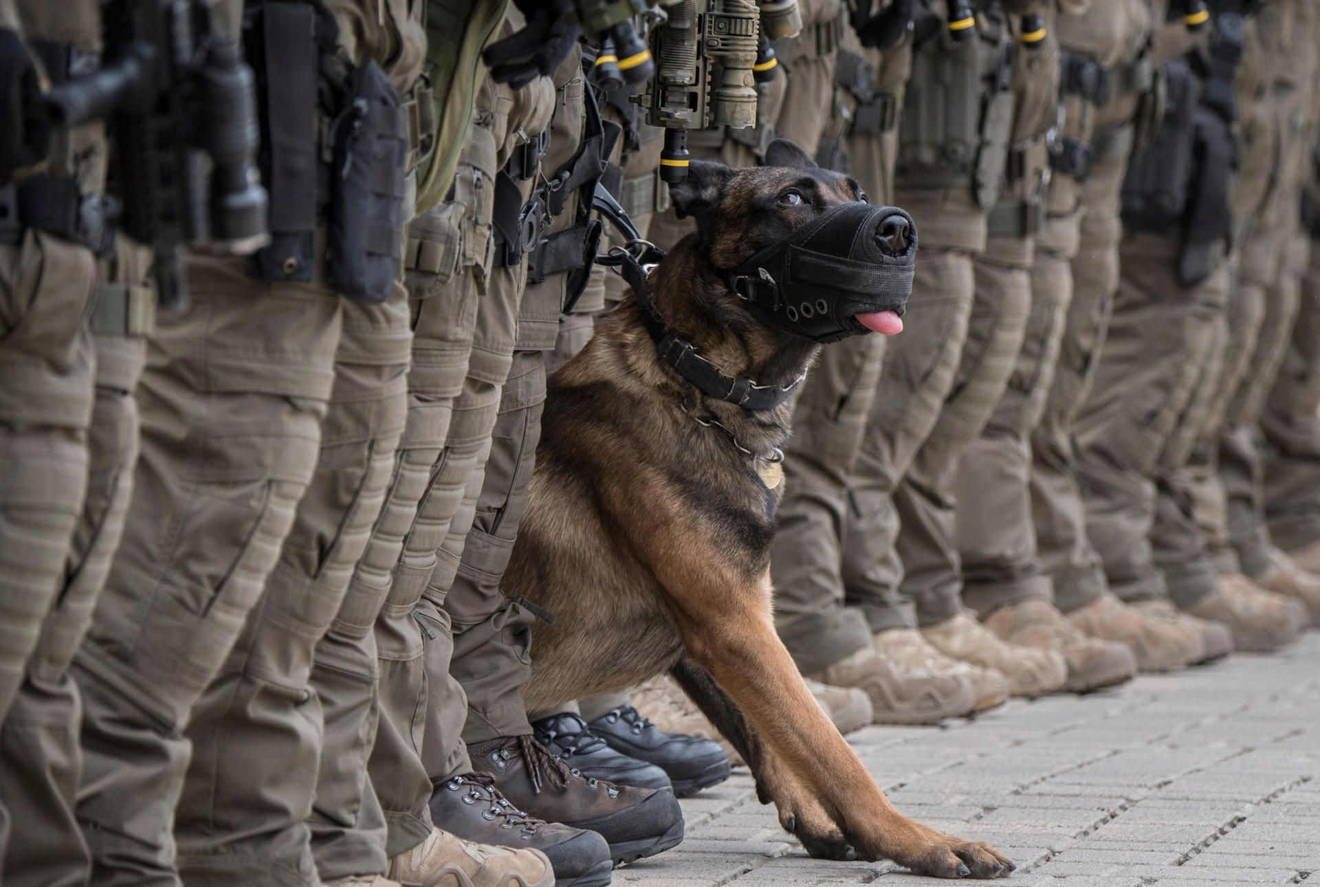 Polizeihund