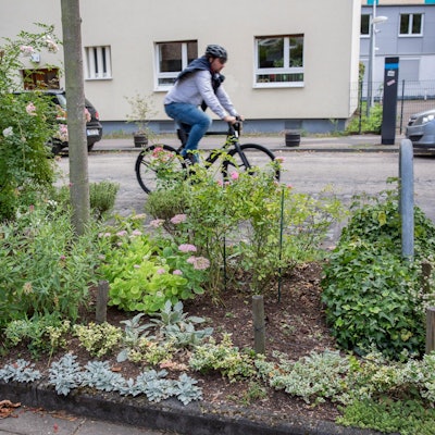 20200906-MBA-Baumscheiben-17