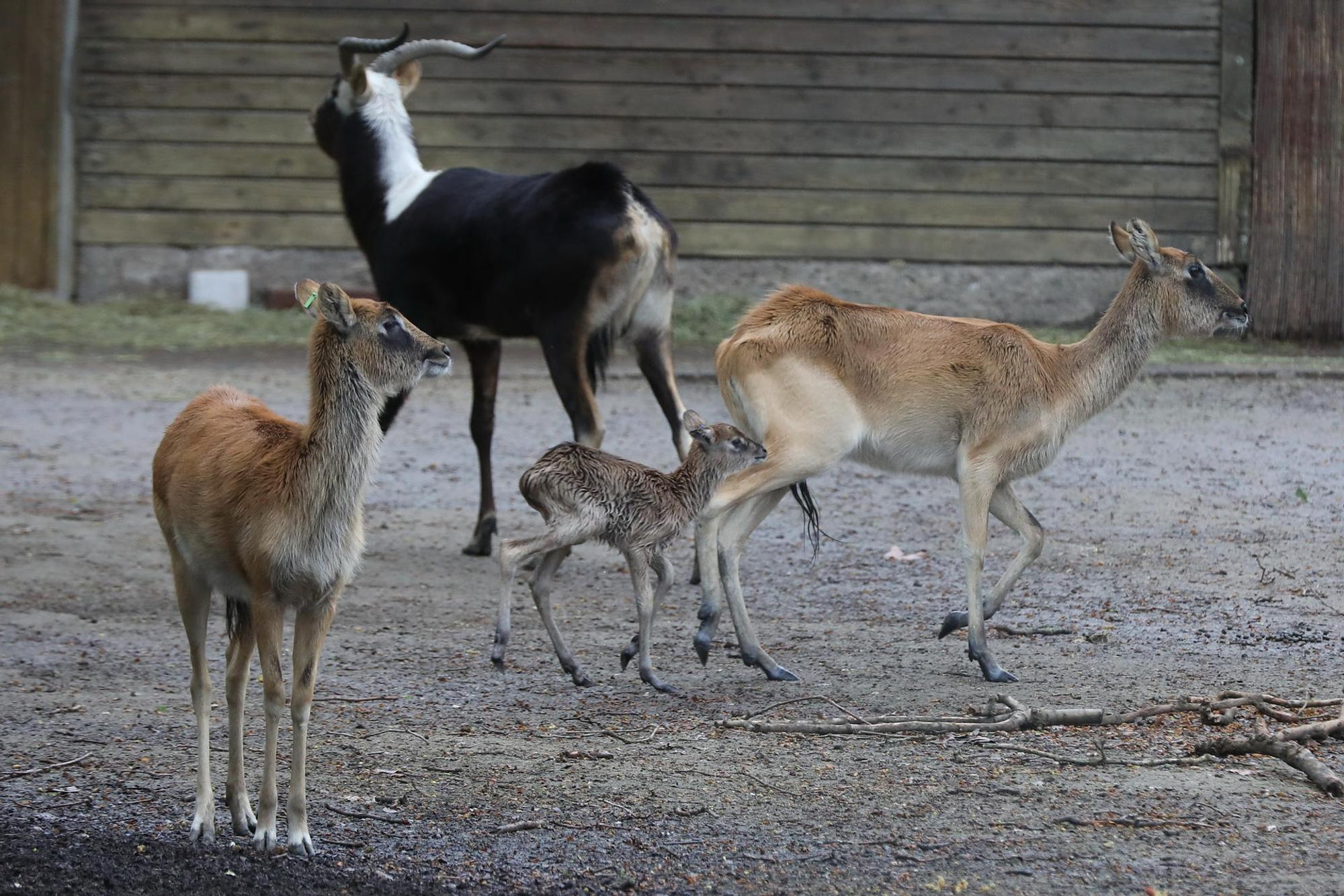 Weißnackenmoorantilope Kölner Zoo 7.4.2021 ASliwa IMG_1304