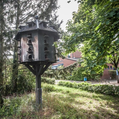 Tauben Leverkusen_001