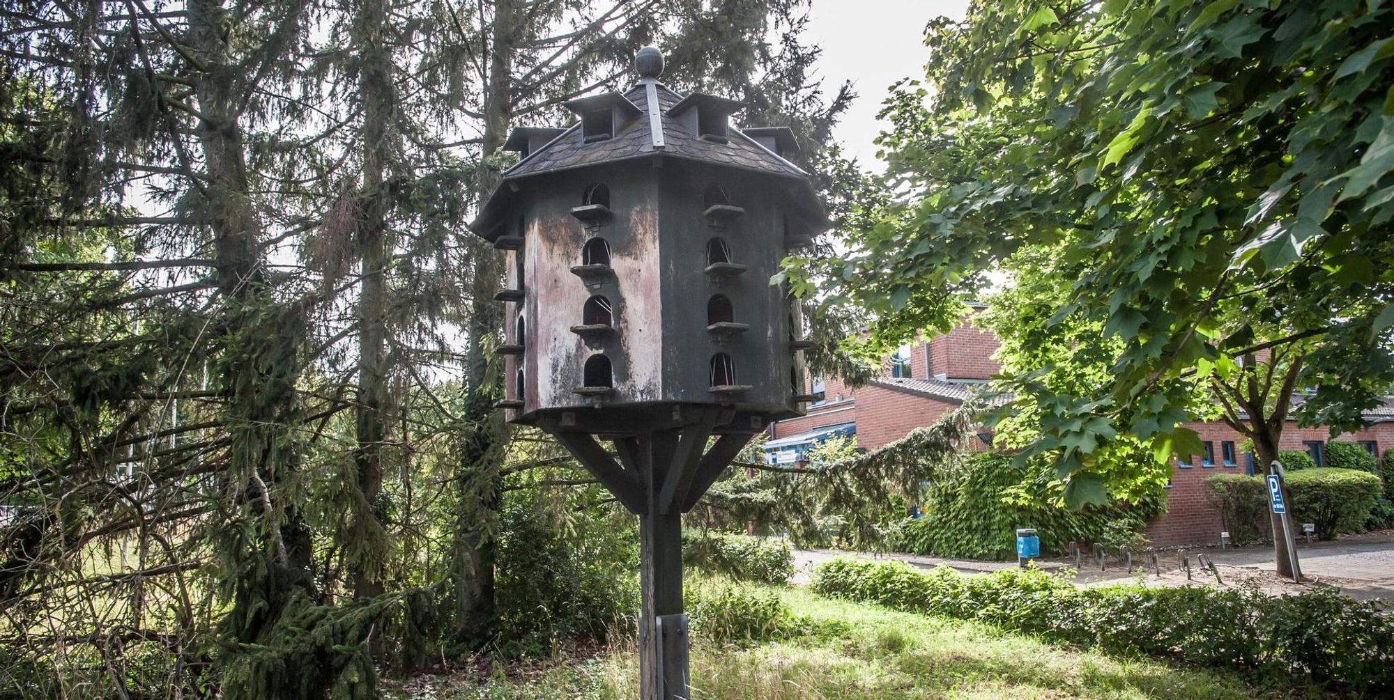 Tauben Leverkusen_001