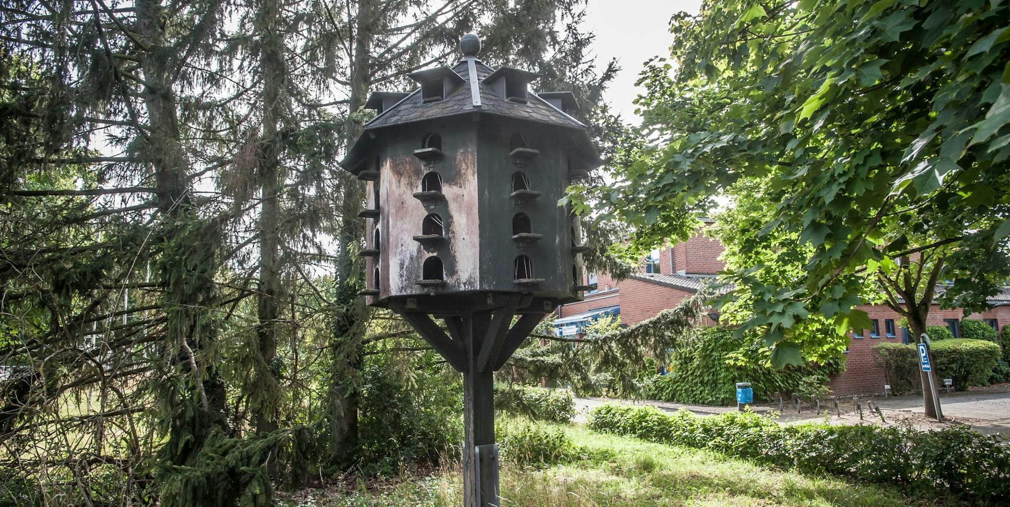 Tauben Leverkusen_001