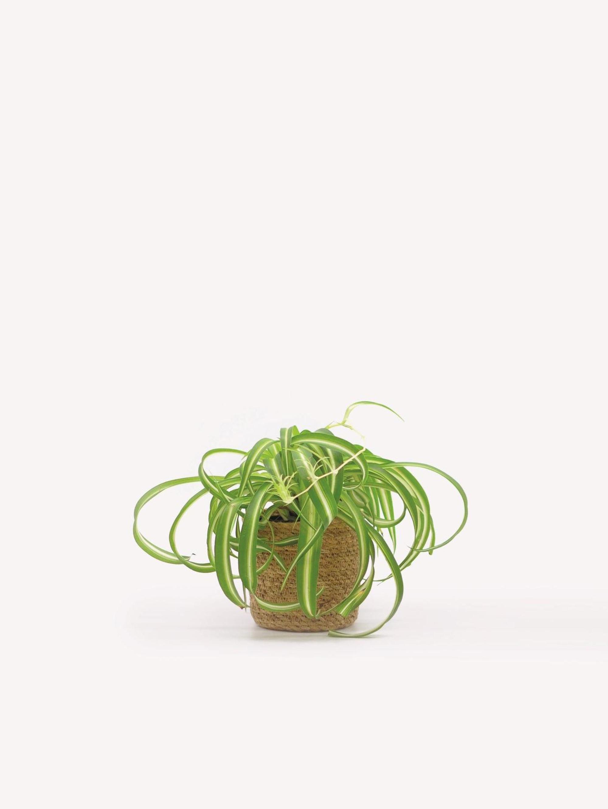 Chlorophytum - Foto von Mathilde Lelievre_1