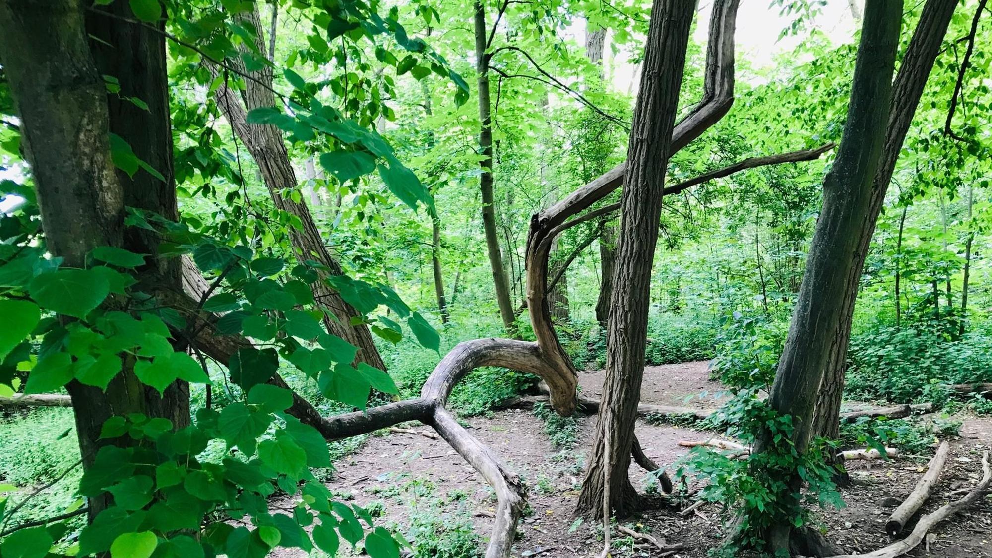 Blick in einen Wald