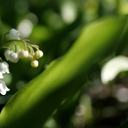 garten 1