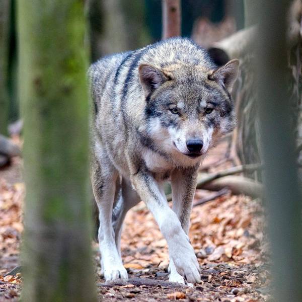 Wolf Symbol