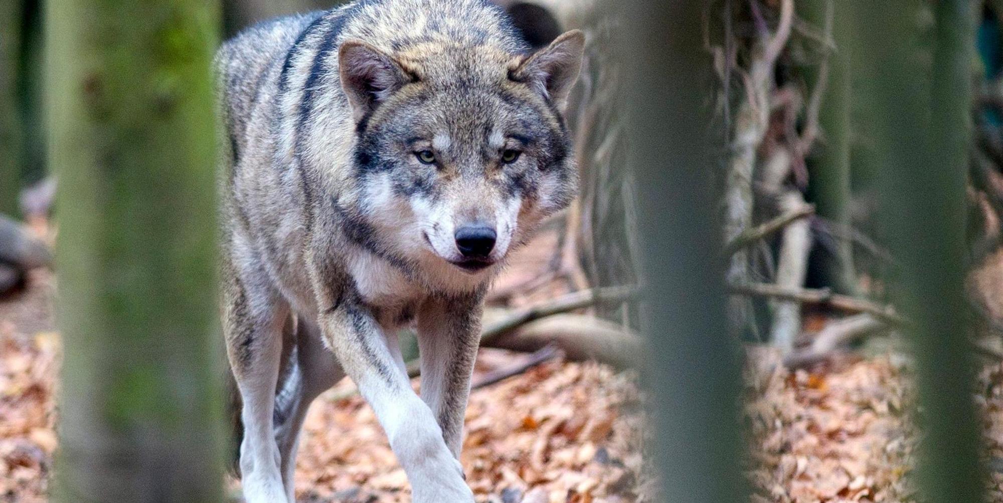 Wolf Symbol