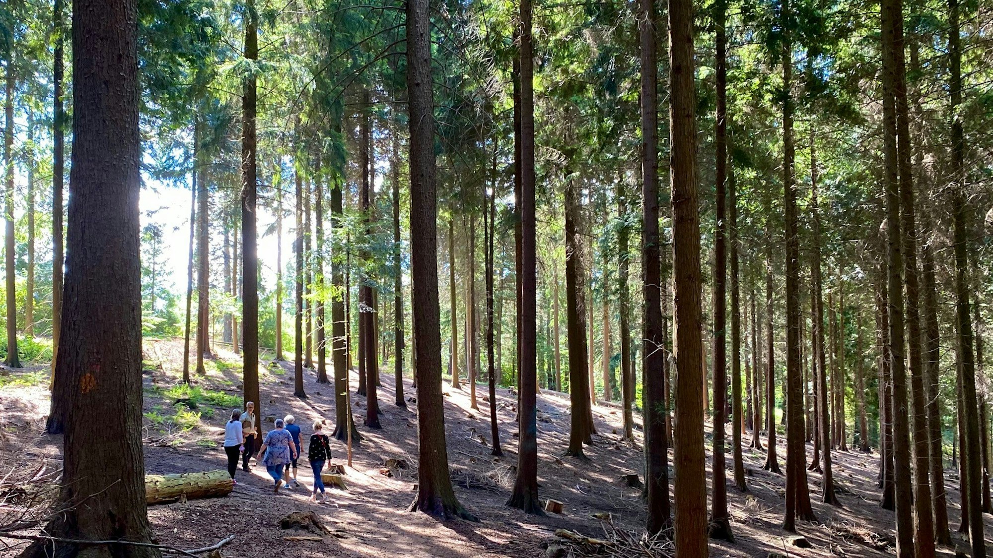 Menschen spazieren durch das Arboretum Burgholz, Sonne scheint in den Wald.