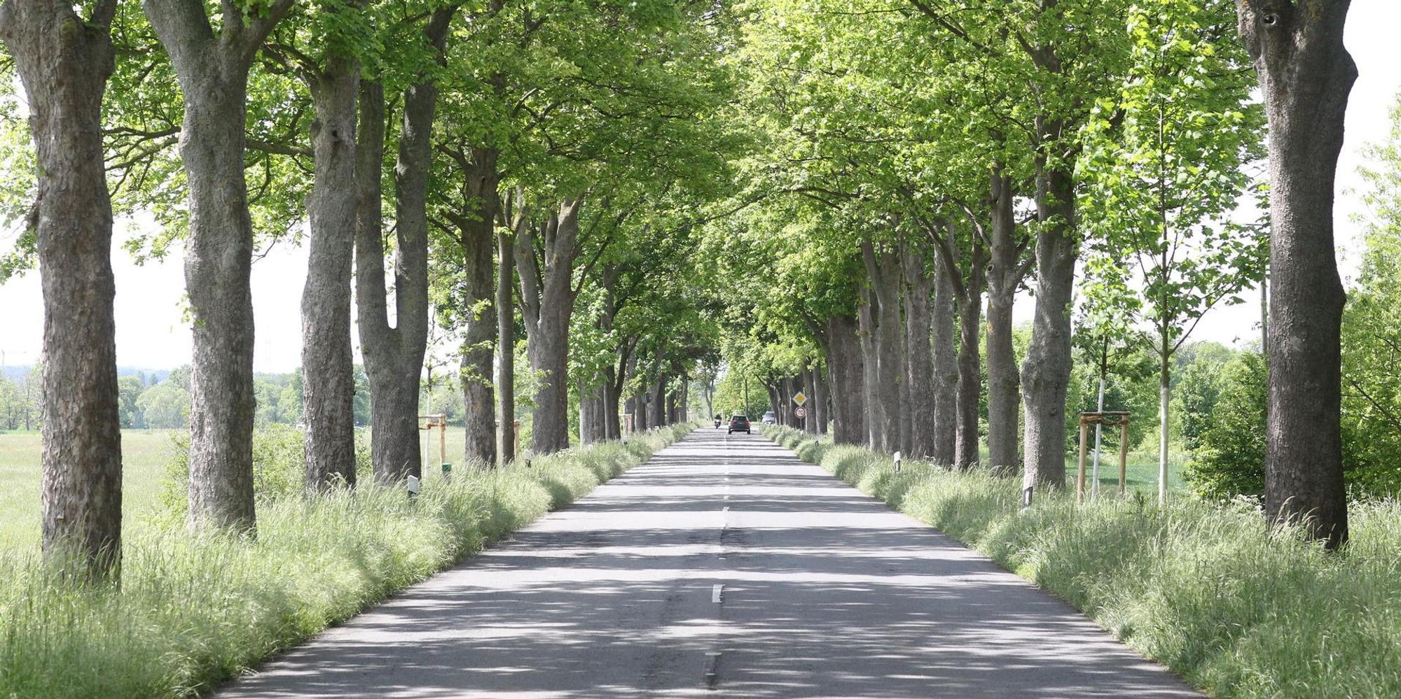 Allee_Wahnbach