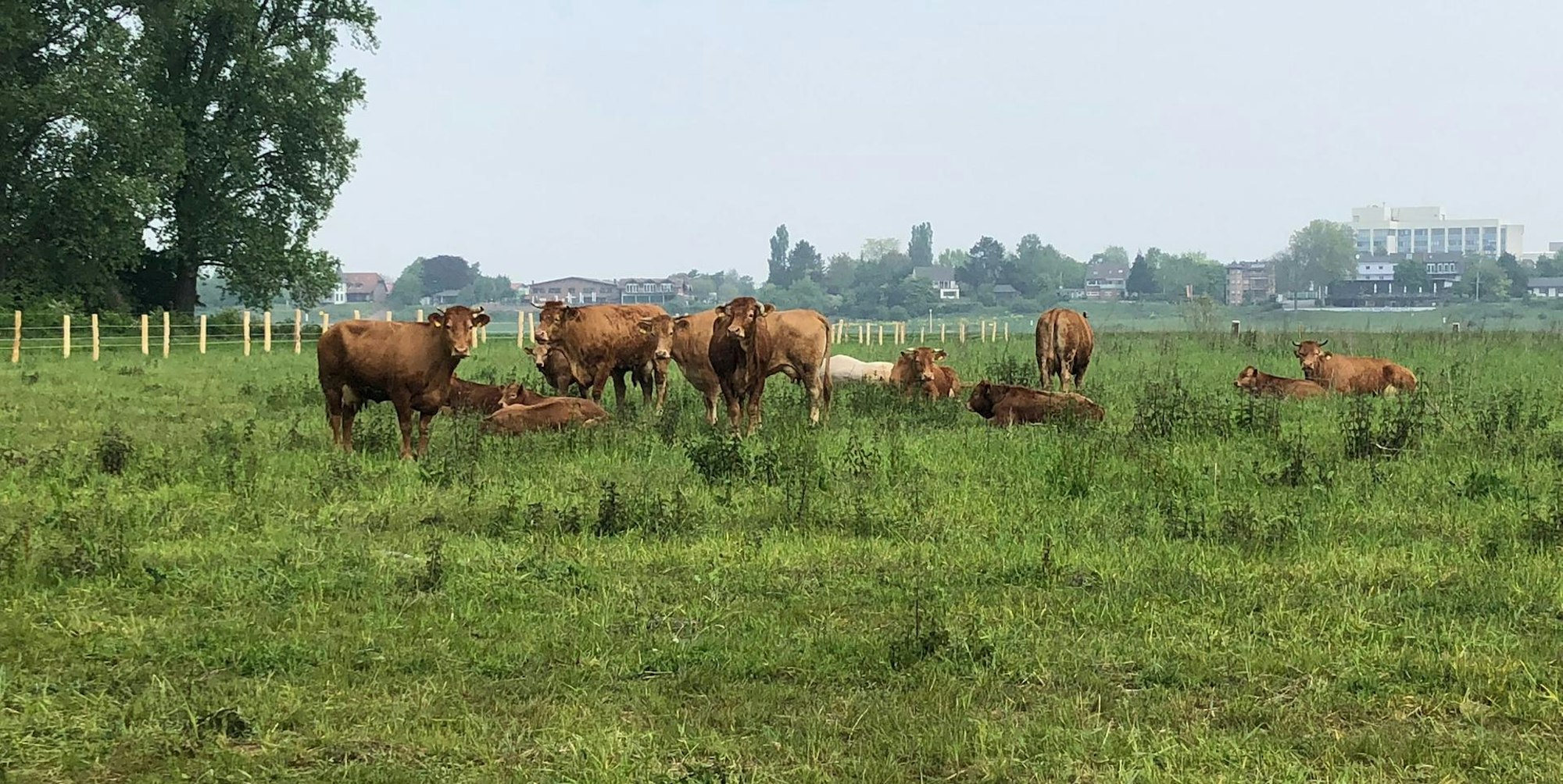 MDS-KSTA-2019-06-04-71-148075374