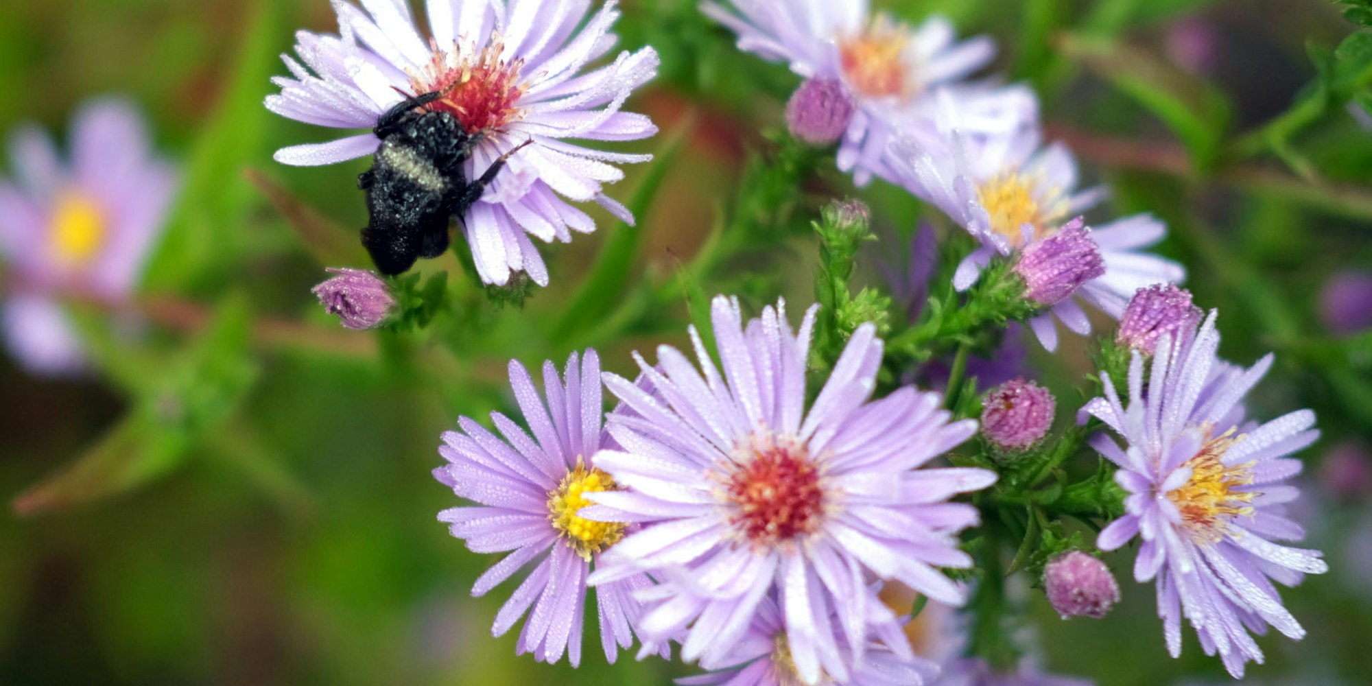 20180928max-garten15