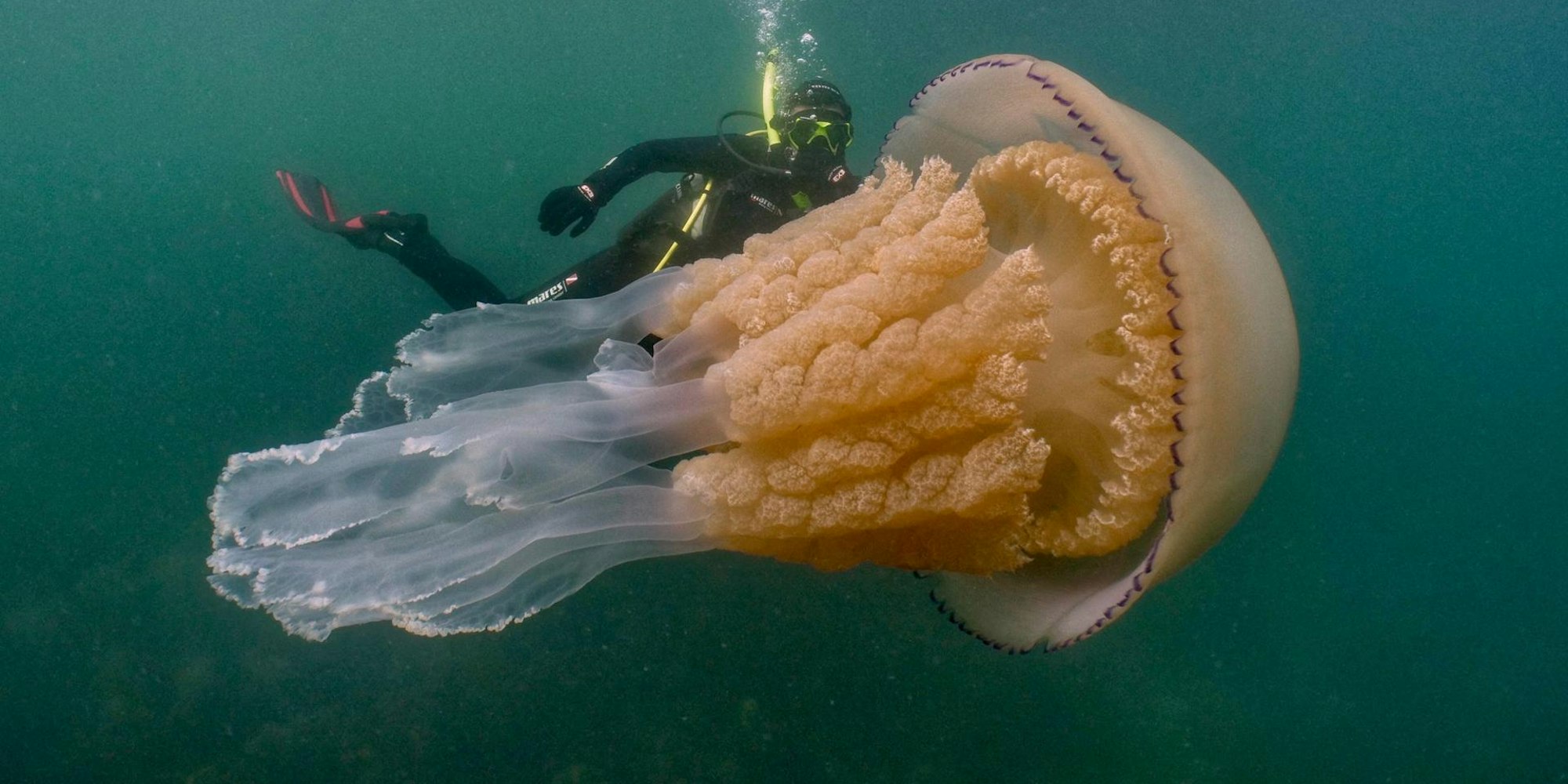 riesen Qualle dpa neu