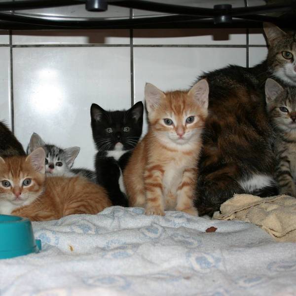 Katzen aus Messihaus