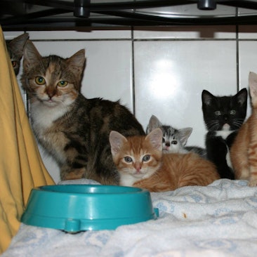 Katzen aus Messihaus