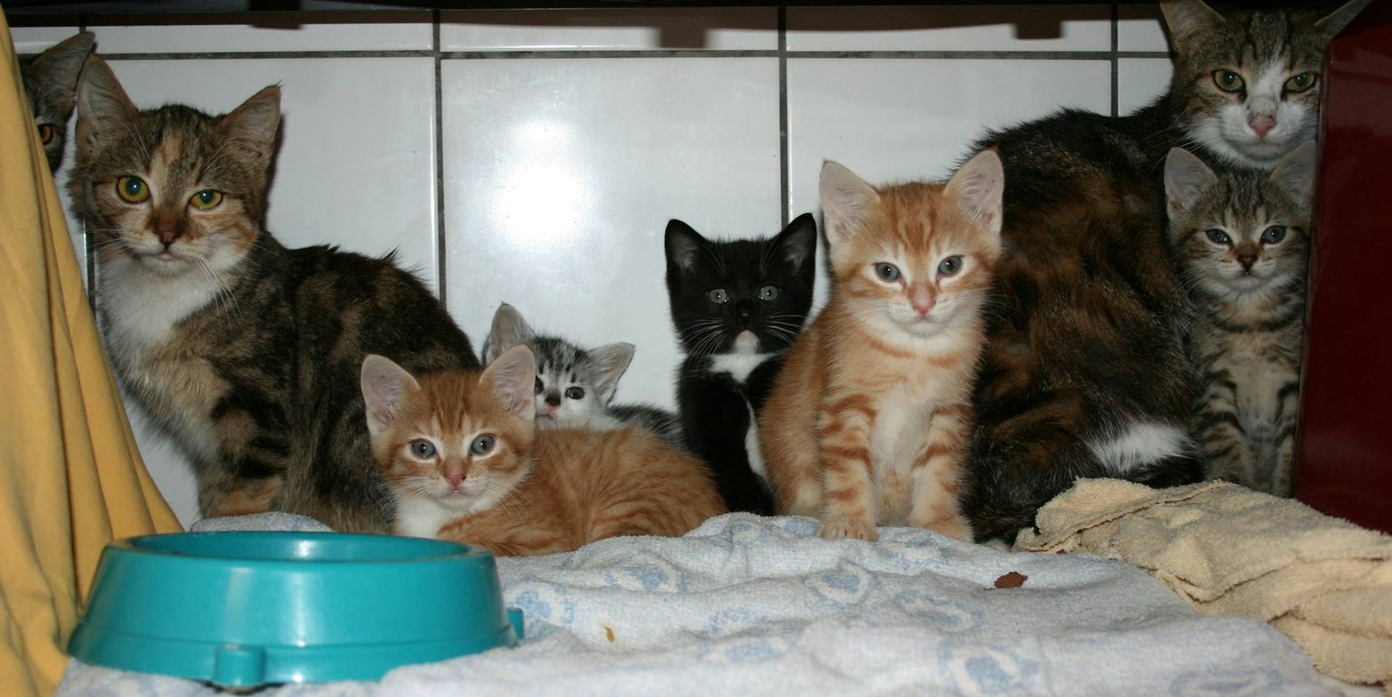 Katzen aus Messihaus