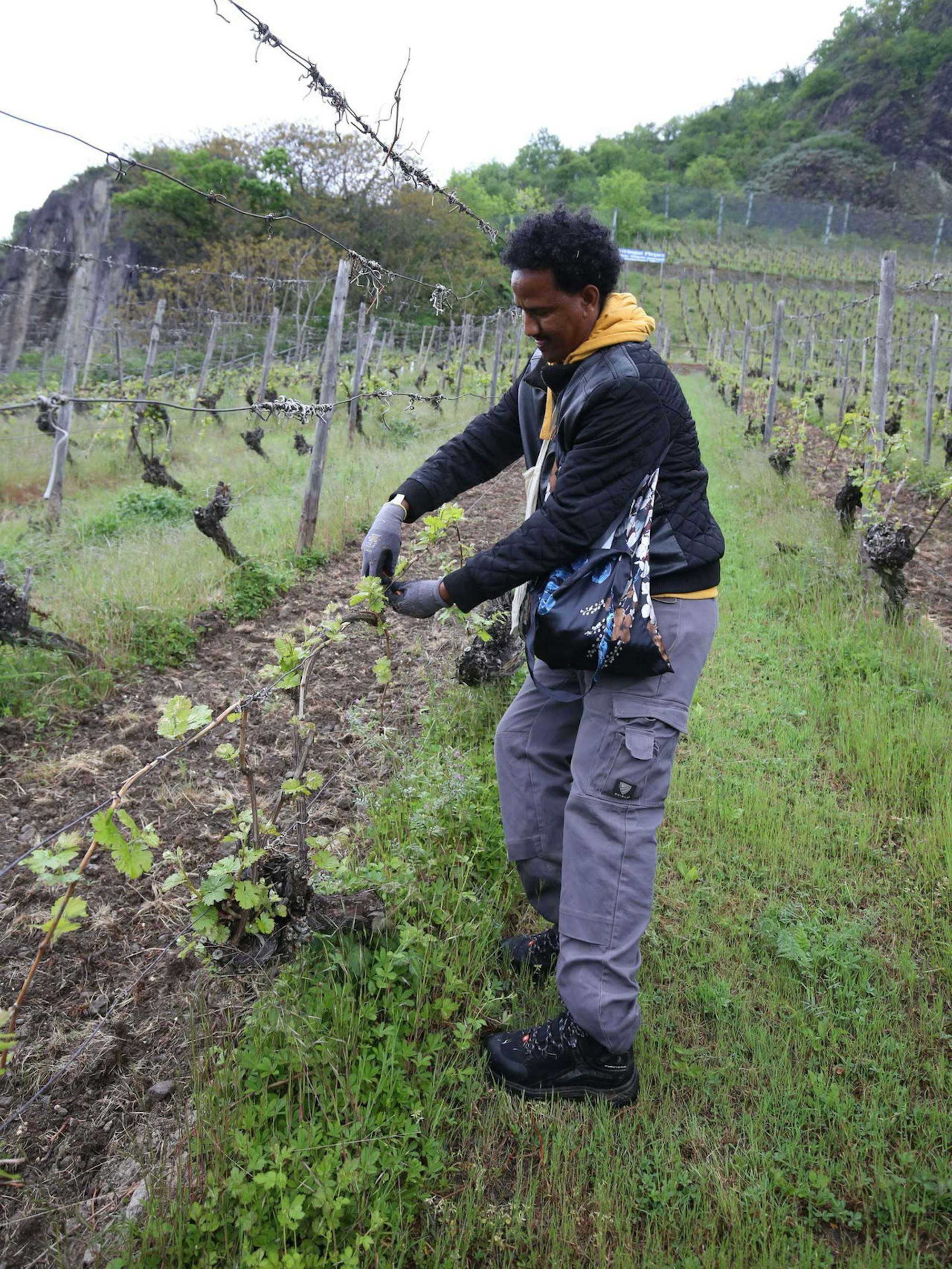 winzer_pieper_rhoendorf_arbeiten_im_fruehjahr2