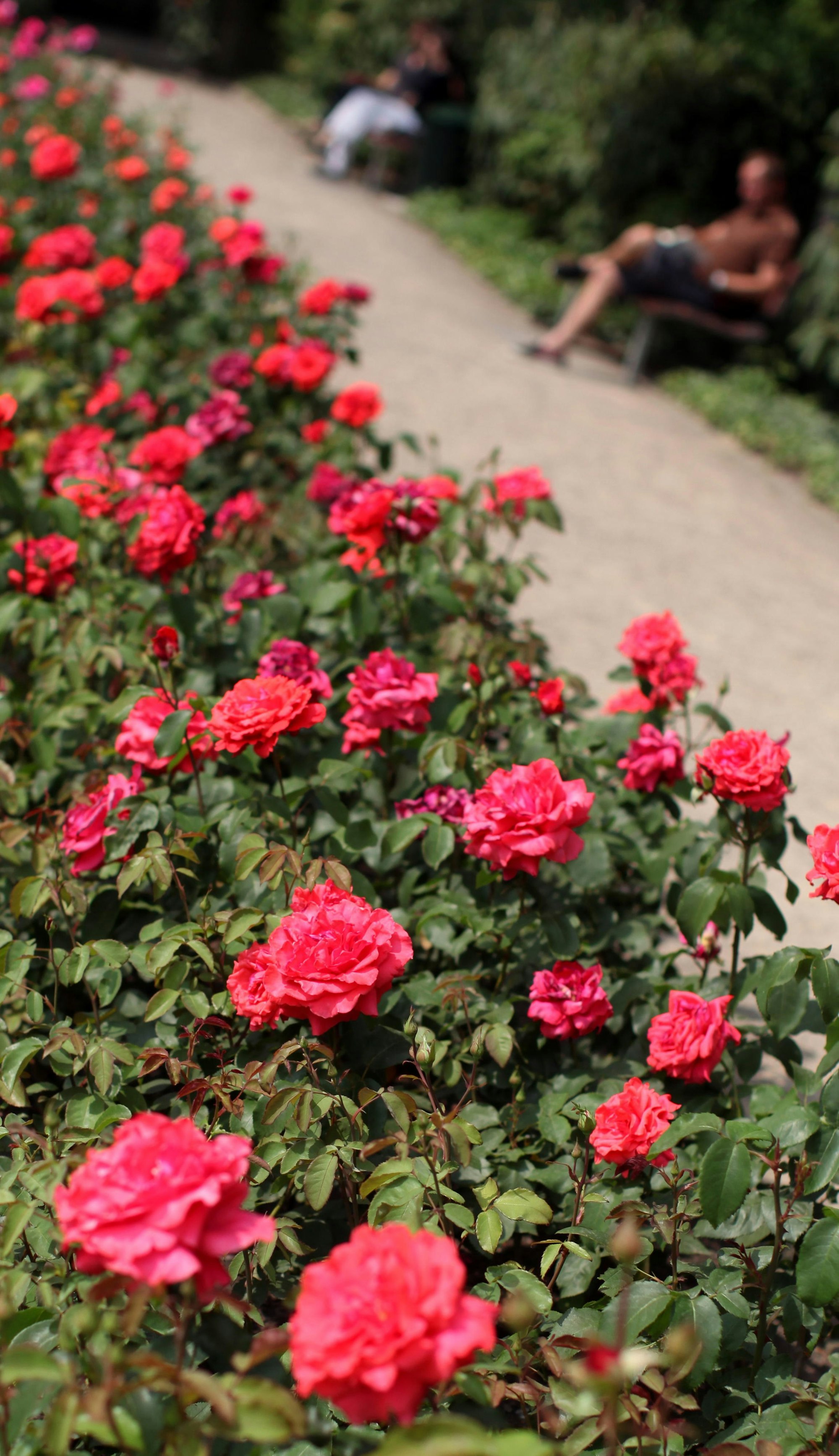 rosengarten schmülgen