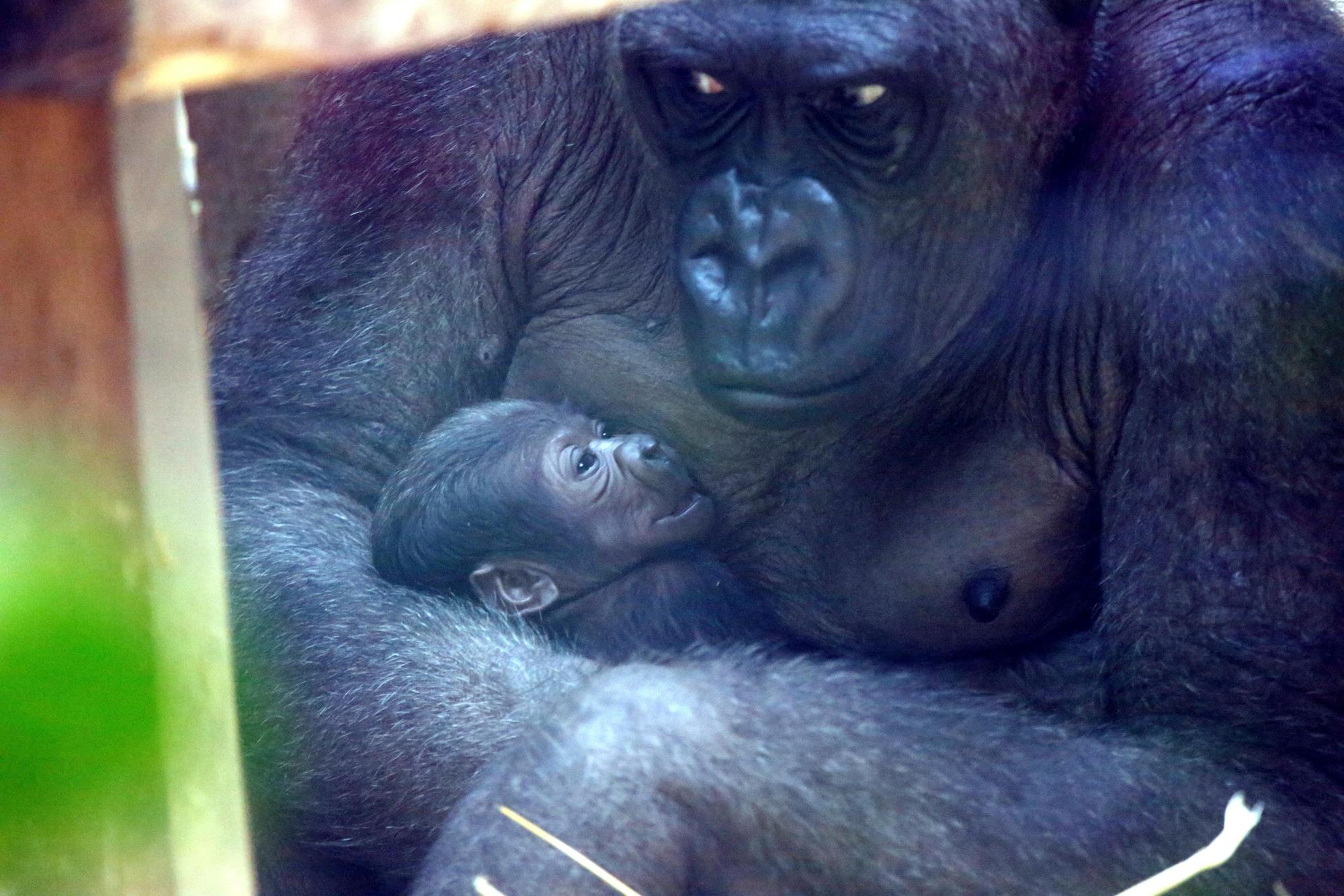 kra_gorilla baby