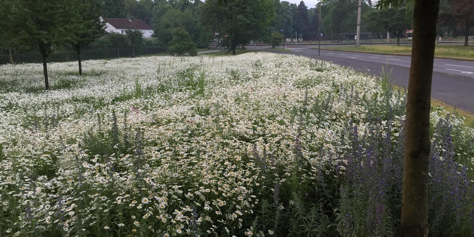 BlumeninKoeln1
