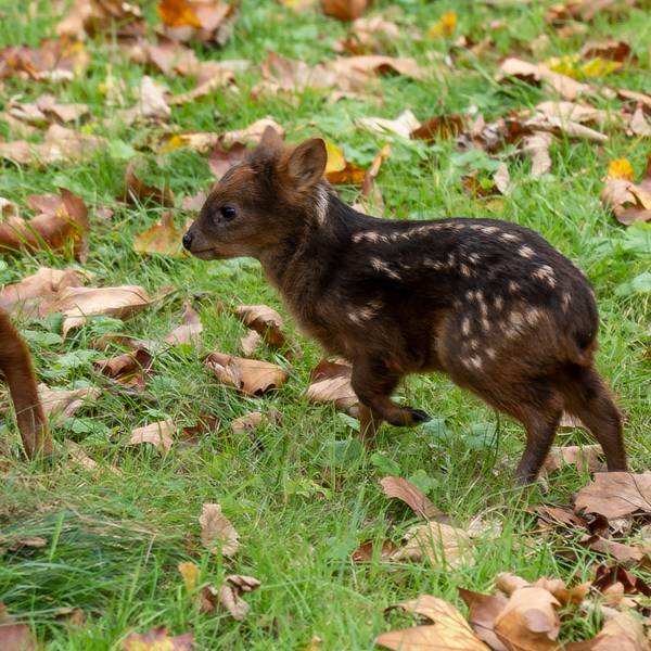 Pudu 3